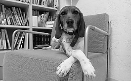 狗,比格犬,坐在
