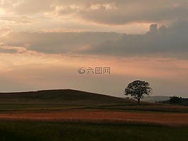 樹,abendstimmung,日落