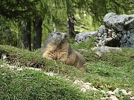 旱獭,高山,山
