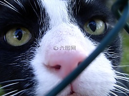 貓,貓臉,貓的眼睛
