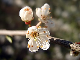 開花,白,花