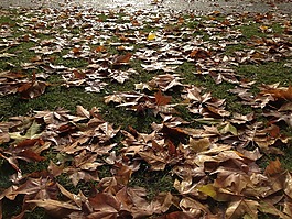 葉子,秋,公園