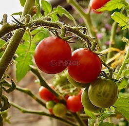 西紅柿,蔬菜,養(yǎng)殖