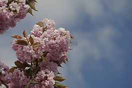 觀賞櫻花,鮮花,日本櫻花樹