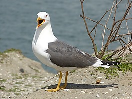 海鷗,鳥,動(dòng)物