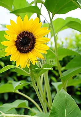 太陽(yáng)花,廠,性質(zhì)