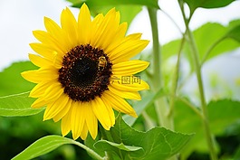 太陽花,廠,夏季