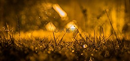 夜,雨,羅莎