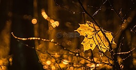夜,楓葉葉,雨