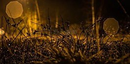 夜,草,散景