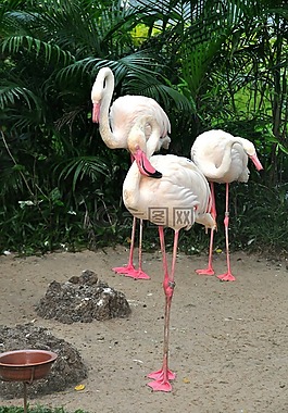 火烈鳥,粉紅色的火烈鳥,鳥