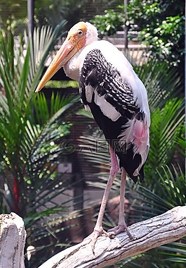 蒼鷺,鳥,動物園