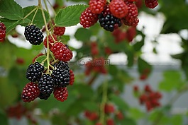 漿果,性質(zhì),紅色