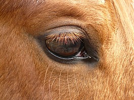 馬,眼,動物