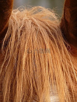 馬頭,馬,動物