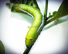 綠色,蠕蟲,特寫