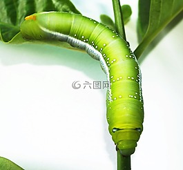 綠色,蠕蟲,特寫