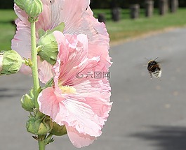 赫梅爾,夏季,開花