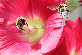 動(dòng)物,昆蟲,花粉