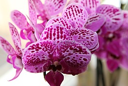 蘭花,廠,花