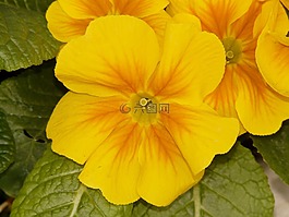 潘茜,黃色,花
