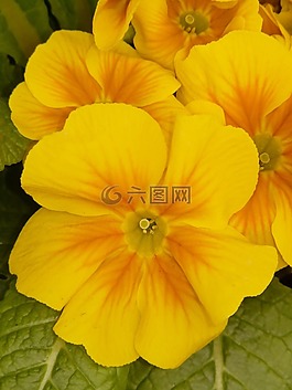 潘茜,黃色,花