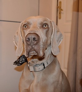 狗,犬,寵物