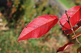信,紅色,秋