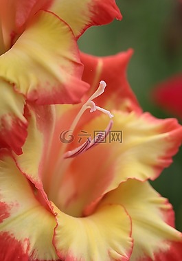 花,夏季,性質(zhì)
