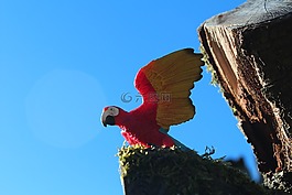 性質(zhì),天空,鳥