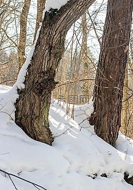 松,雪,冬季