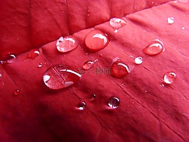一品红,雨滴,红色