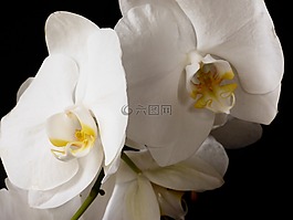 蘭花,花,植物