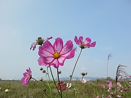 宇宙,秋天的田野,鲜花
