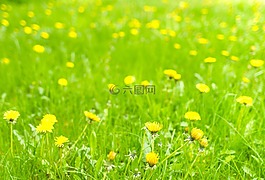 蒲公英,草甸,春
