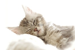 貓,寵物,年輕的貓