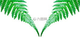 葉子,廠,性質(zhì)