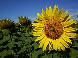 鮮花,向日葵,夏季