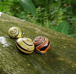 蝸牛,花園,性質(zhì)
