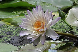 植物,鮮花,蓮花