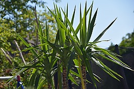 棕櫚,花園,廠