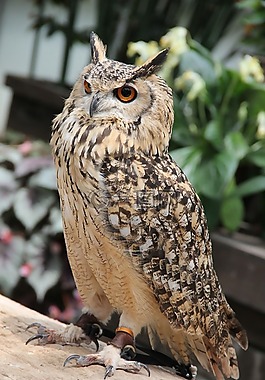 貓頭鷹,鳥(niǎo),動(dòng)物園