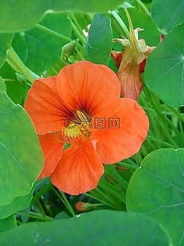 焊菜屬的植物,橙,花