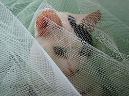 猫,面纱,白