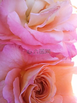 玫瑰,粉紅色,野生玫瑰