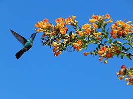 性質(zhì),樹,花