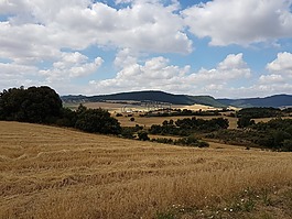 麥田,法國,景觀