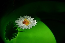 花,漂移,在水面上