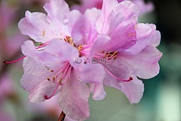 开花,紫,粉红色