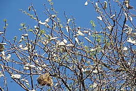 樹,有機(jī),農(nóng)業(yè)
